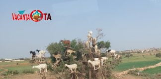 Jurnal din Maroc – Ziua 7 – În drum spre Atlantic, avem parte de surprize: pomi cu „fructe“ blănoase