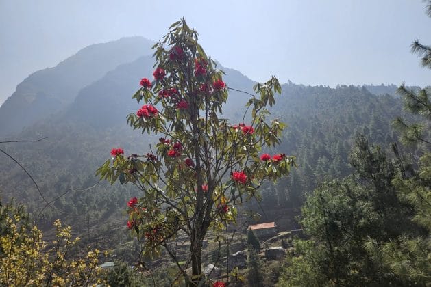 cristi minculescu himalaya