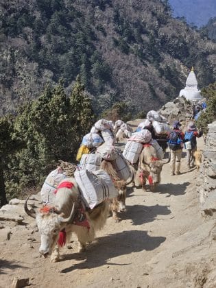 carat bagaje himalaya